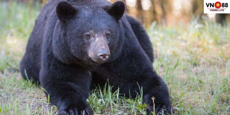 Mơ thấy có một con gấu màu đen là một dấu hiệu tích cực